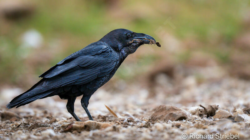 Northern Raven