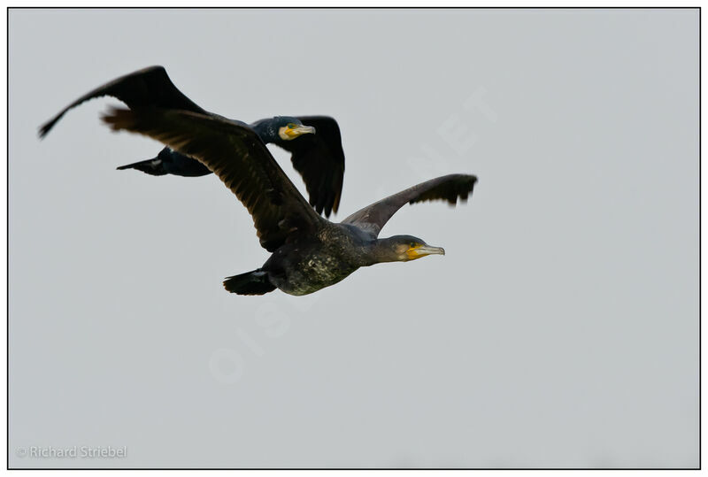 Great Cormorant