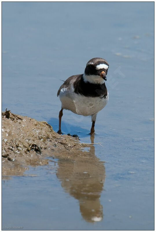 Common Ringed Plover