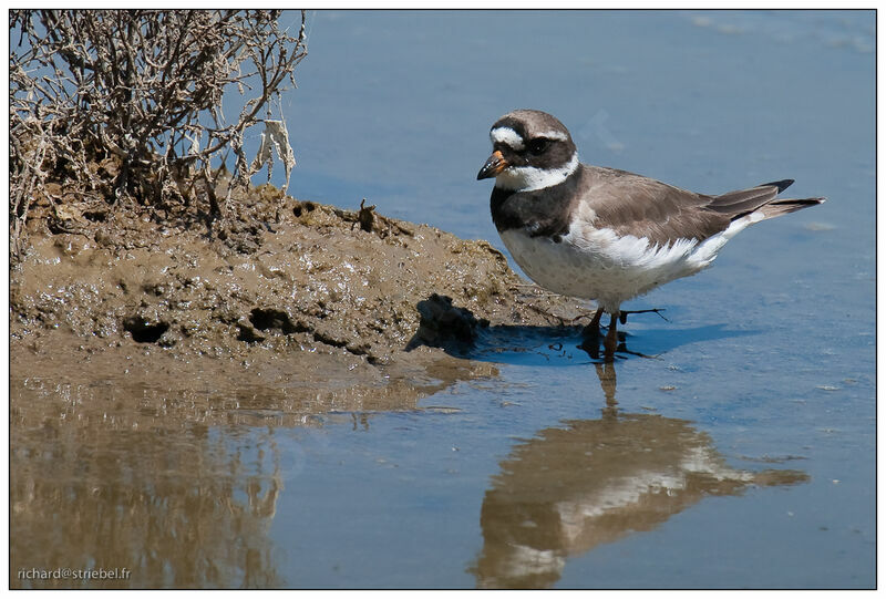 Common Ringed Plover