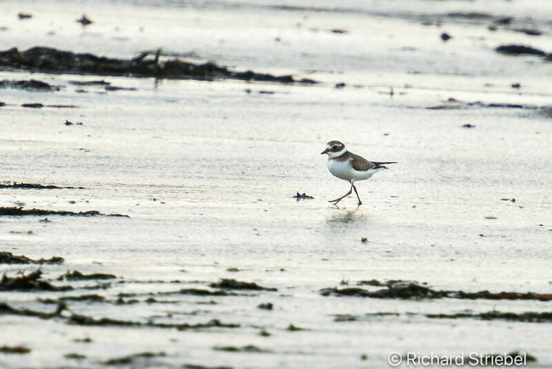 Kentish Plover