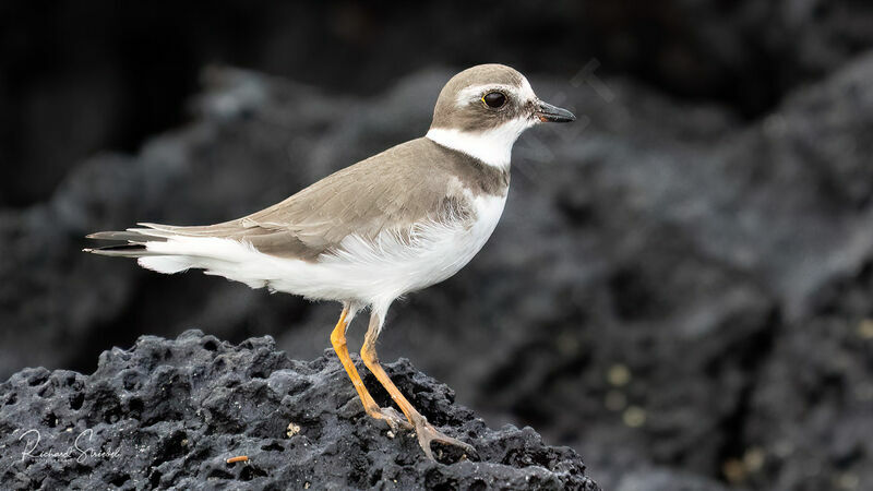 Semipalmated Plover