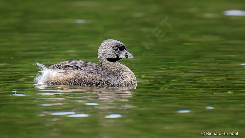 Pied-billed Grebe