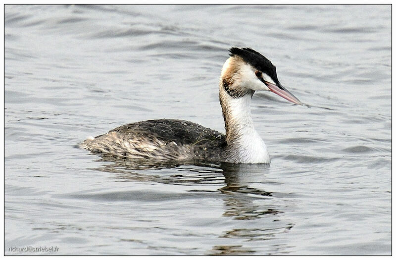 Great Crested Grebe