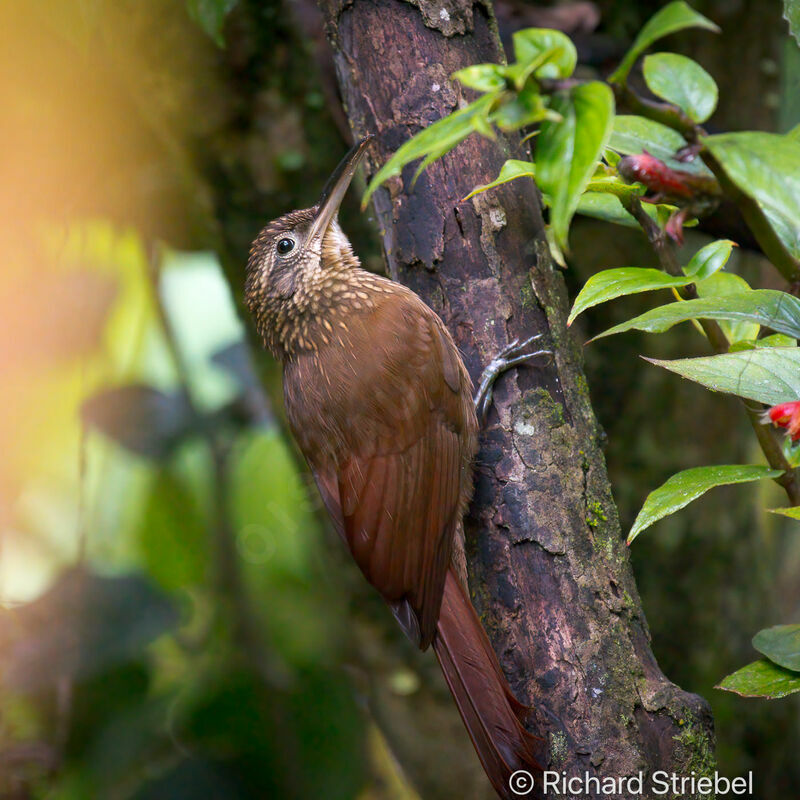 Cocoa Woodcreeper