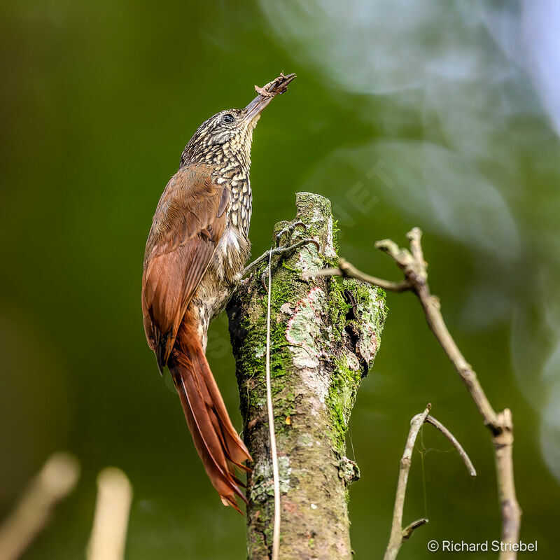 Streak-headed Woodcreeper