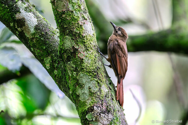 Plain-brown Woodcreeper