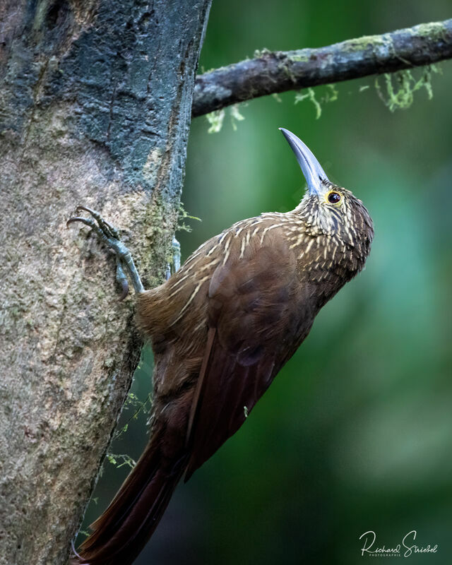 Montane Woodcreeper