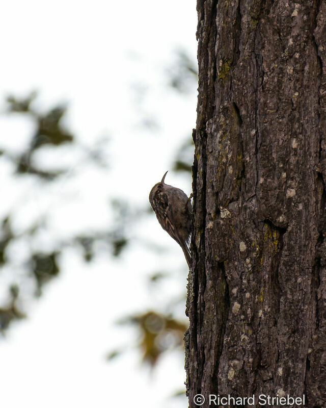 Eurasian Treecreeper