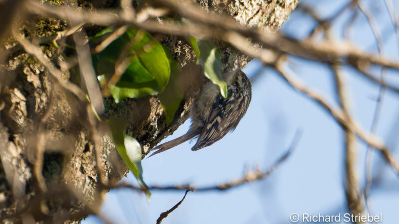 Short-toed Treecreeper