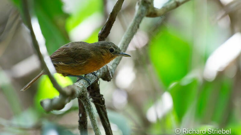 Dusky Antbird female