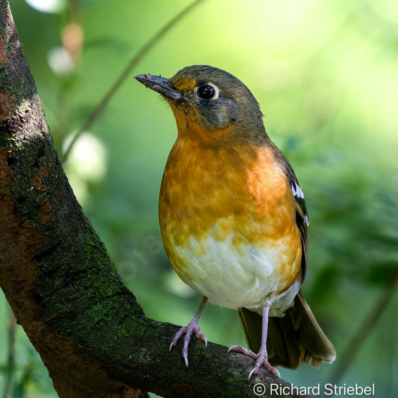 Orange Ground Thrush