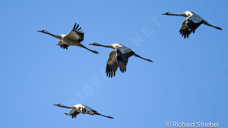 Common Crane, Flight