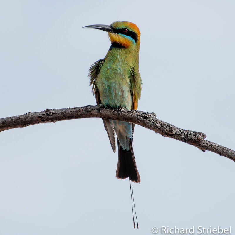 Rainbow Bee-eater