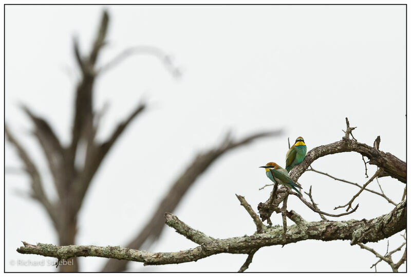 European Bee-eater