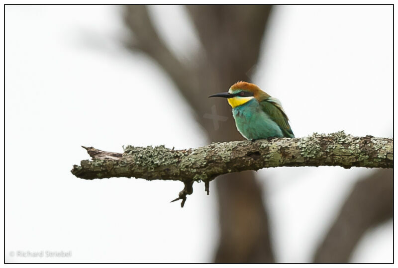 European Bee-eater