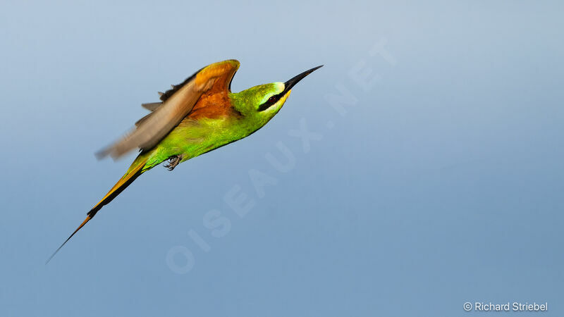 Blue-cheeked Bee-eater