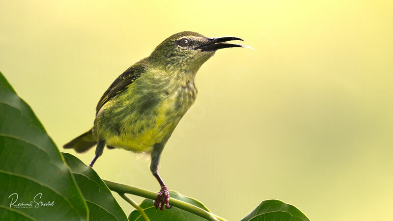 Red-legged Honeycreeper female