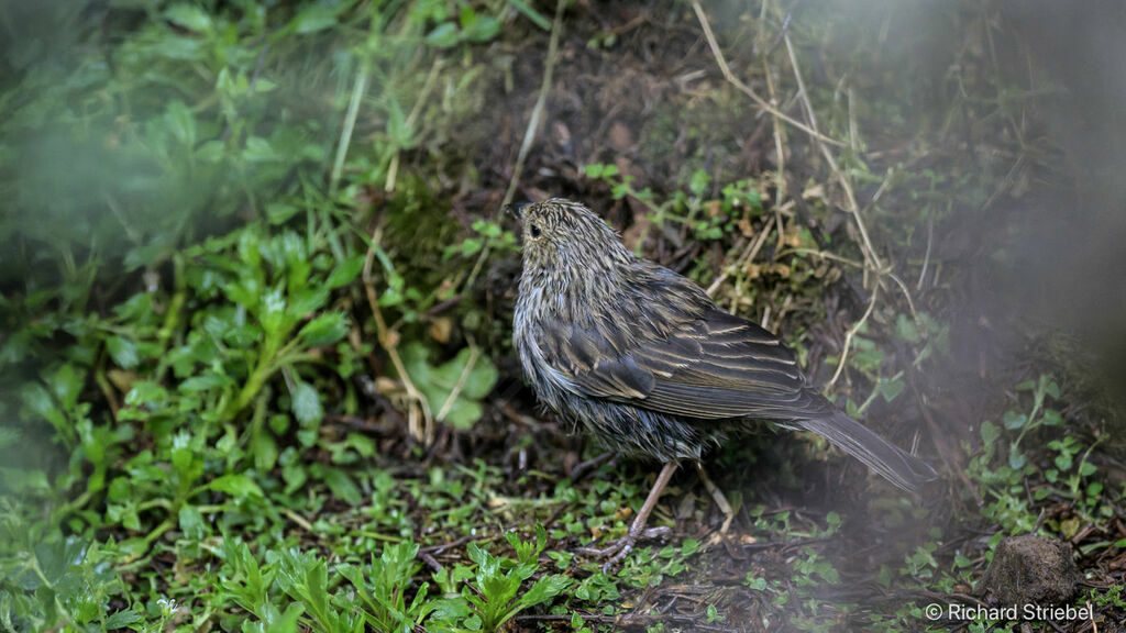 Plumbeous Sierra Finch