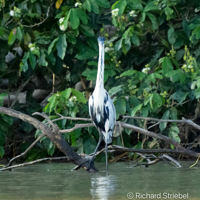 Cocoi Heron