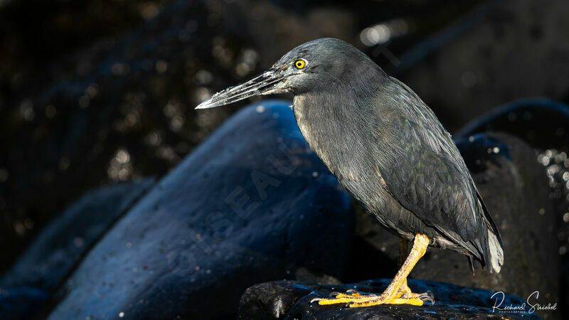 Lava Heron