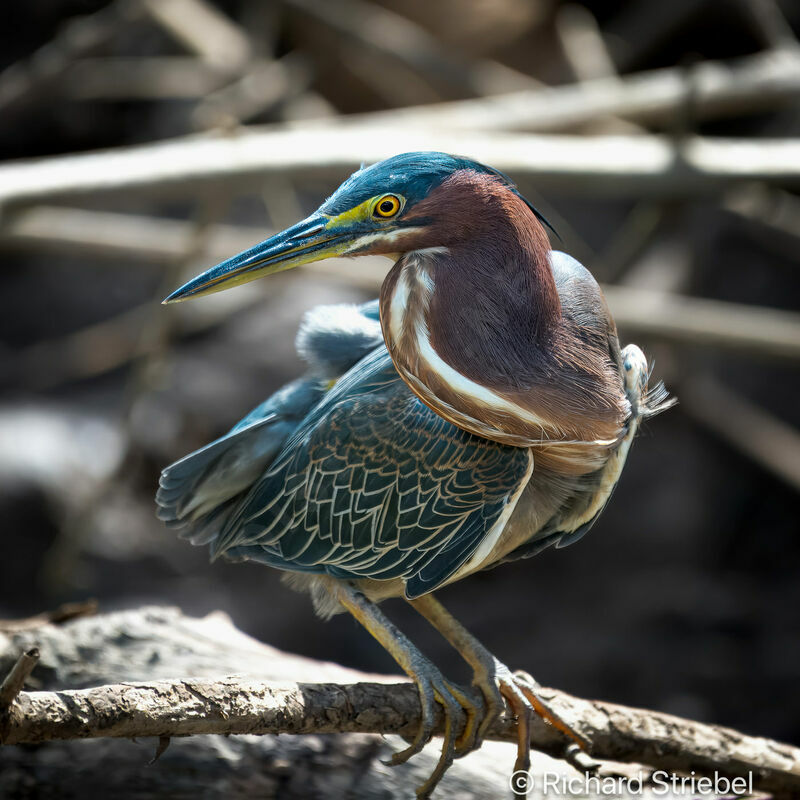 Green Heron