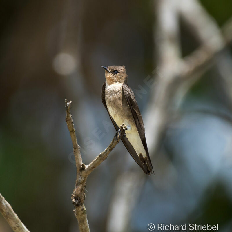 Northern Rough-winged Swallow