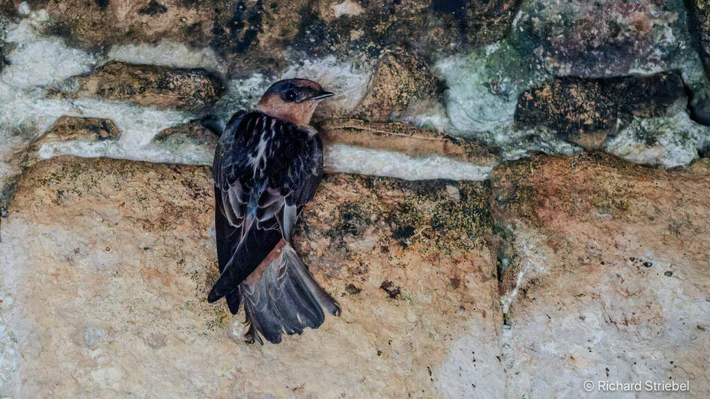 Hirondelle à front brun