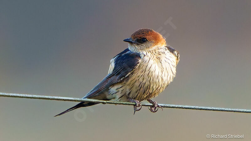 Greater Striped Swallow