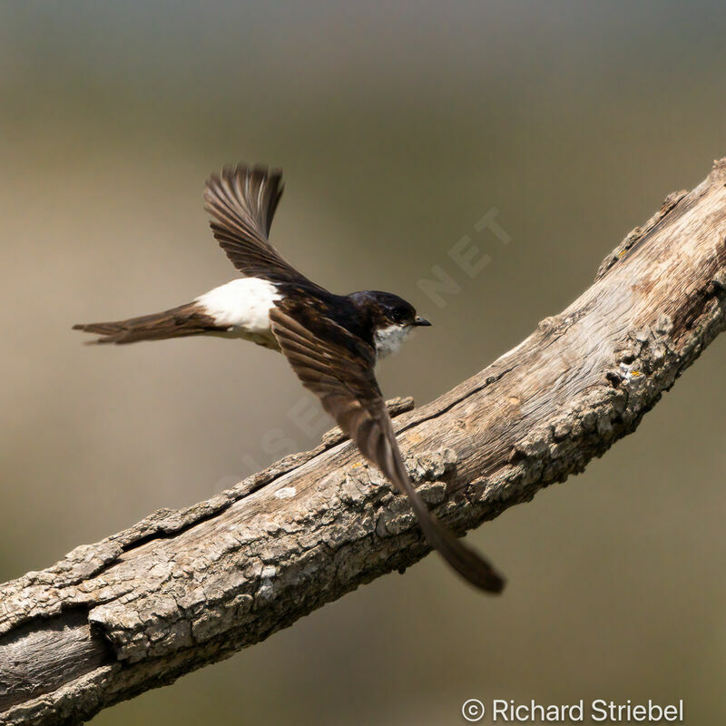 Western House Martin, Flight