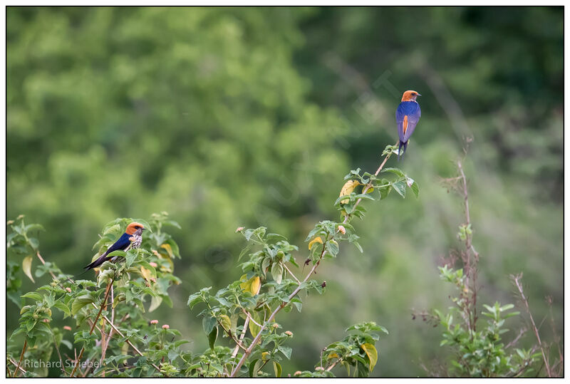 Lesser Striped Swallow