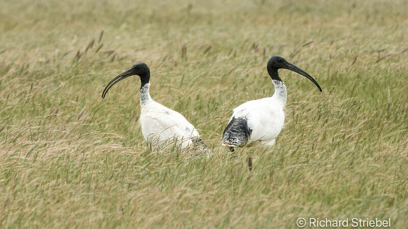 Australian White Ibis