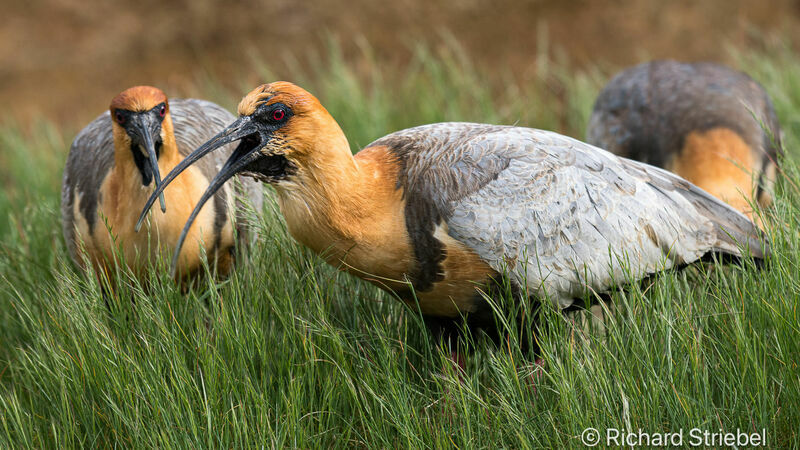 Black-faced Ibis