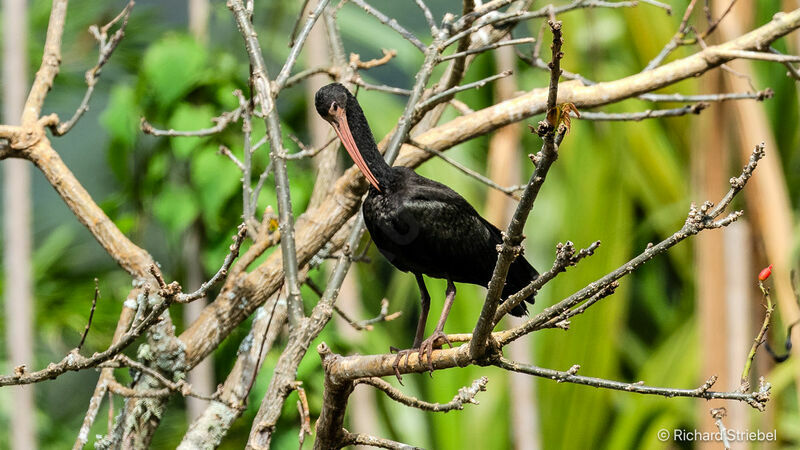 Ibis à face nue