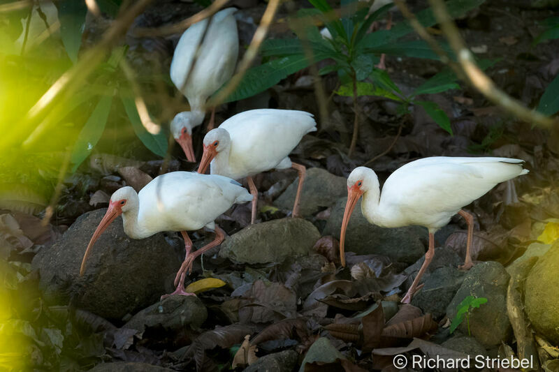 Ibis blanc