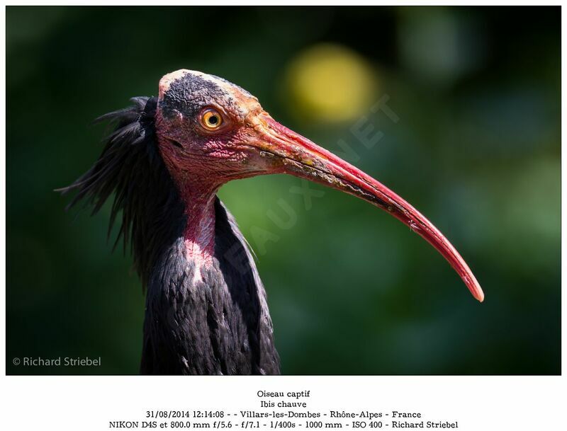 Northern Bald Ibis