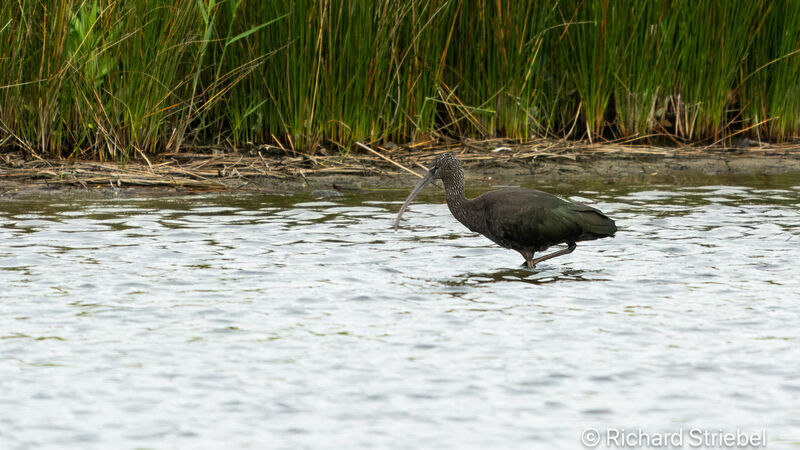 Ibis falcinelle