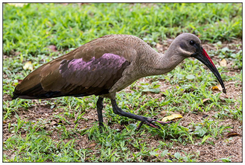 Hadada Ibis