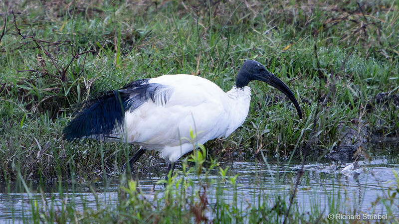 African Sacred Ibis