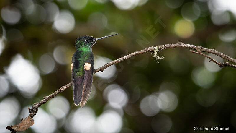 Buff-winged Starfrontlet male adult