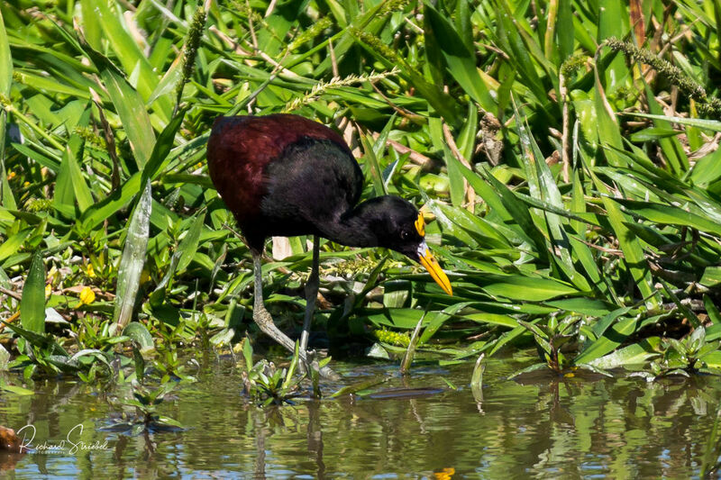 Jacana du Mexique