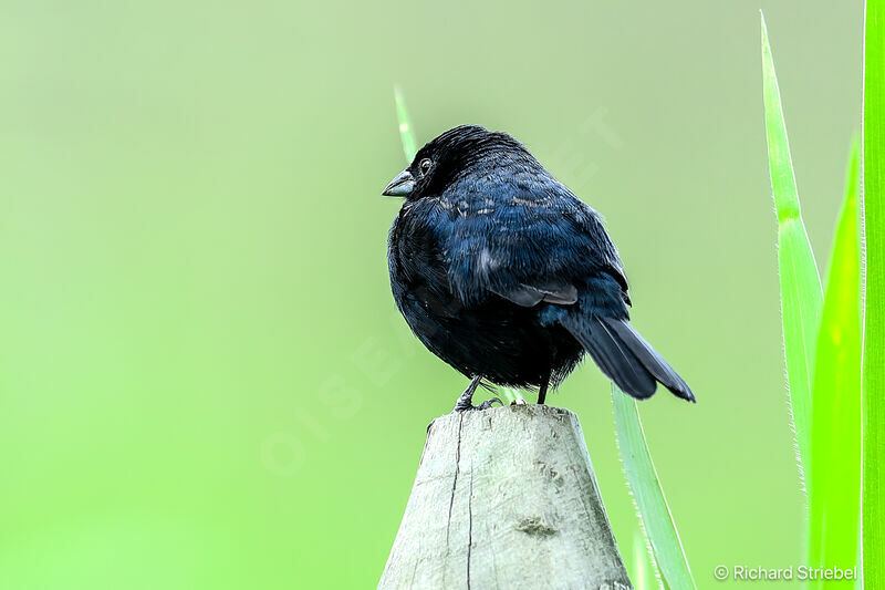 Blue-black Grassquit