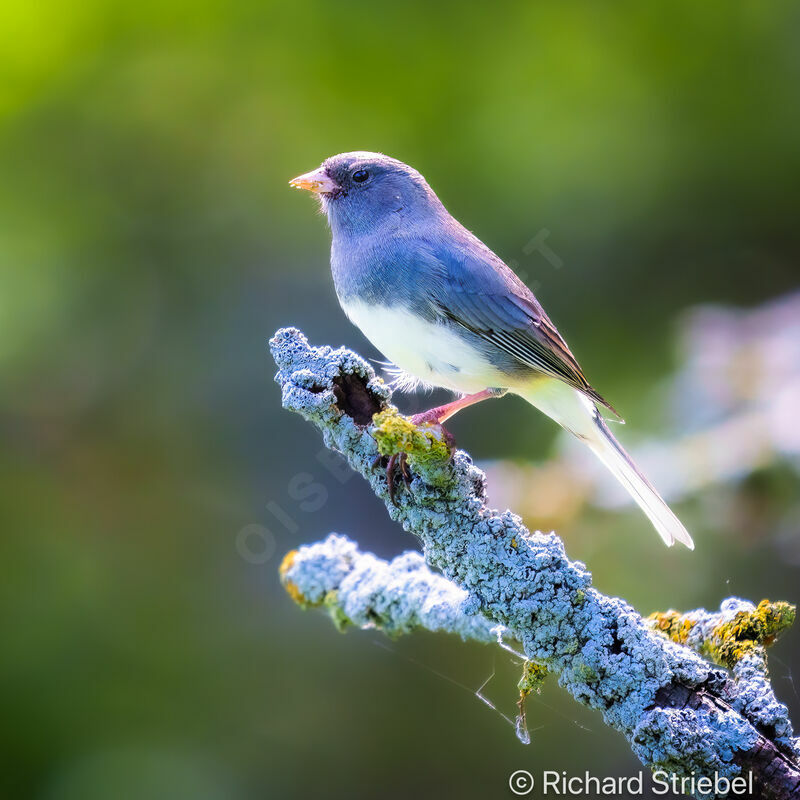 Junco ardoisé