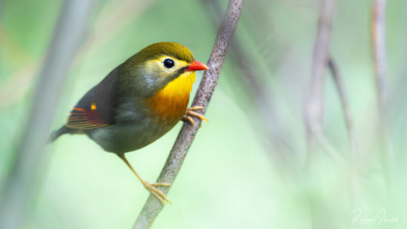 Red-billed Leiothrix