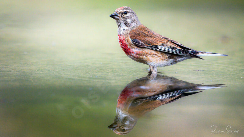 Common Linnet male adult breeding, identification, drinks