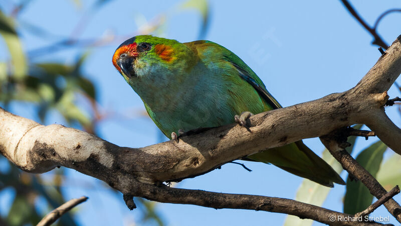 Purple-crowned Lorikeet