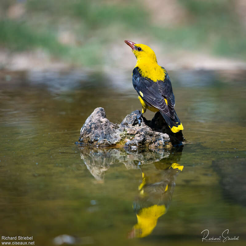 Eurasian Golden Orioleadult, drinks