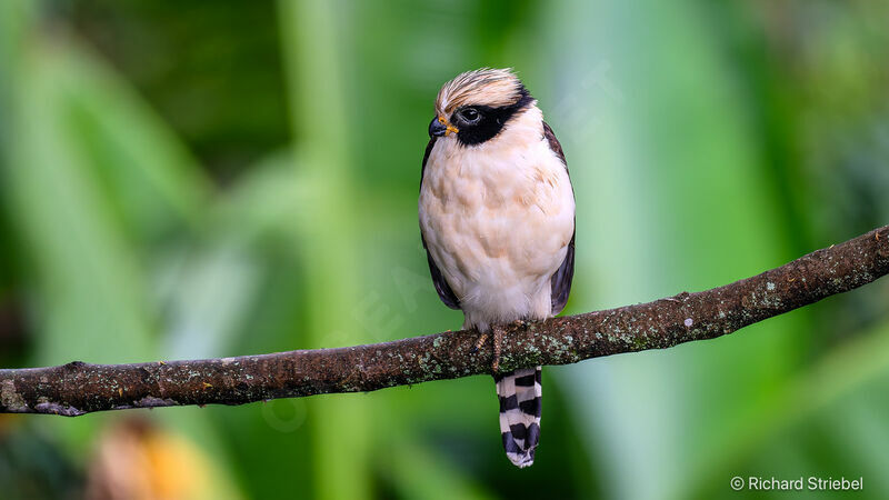 Laughing Falcon