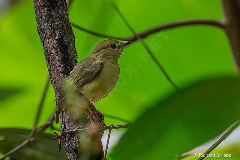 Golden-collared Manakin female