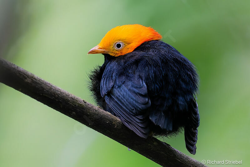 Golden-headed Manakin